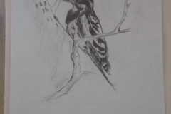 SAM_0941